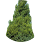 Juniperus virgianiana